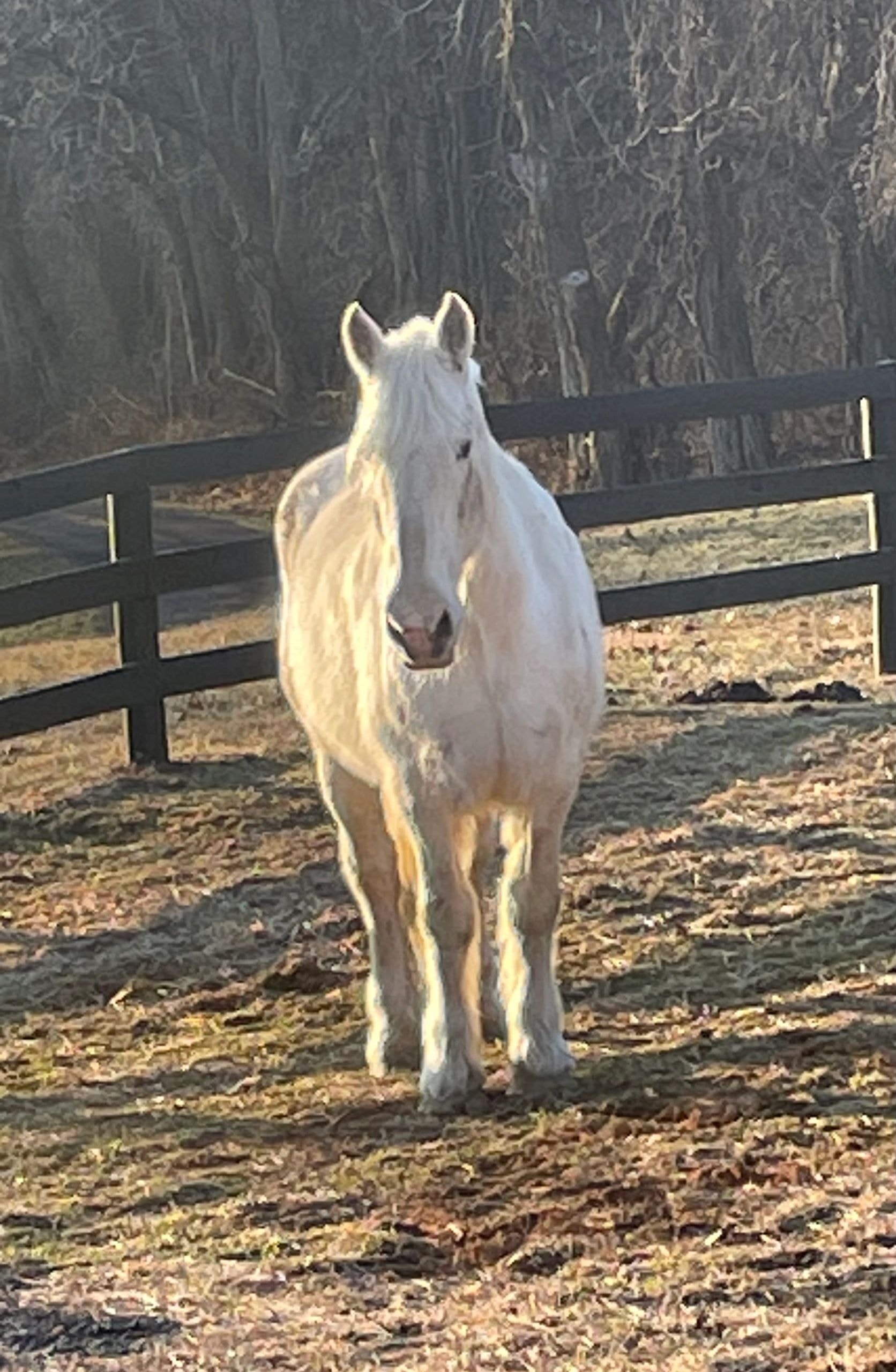 White horse in paddock with black fence