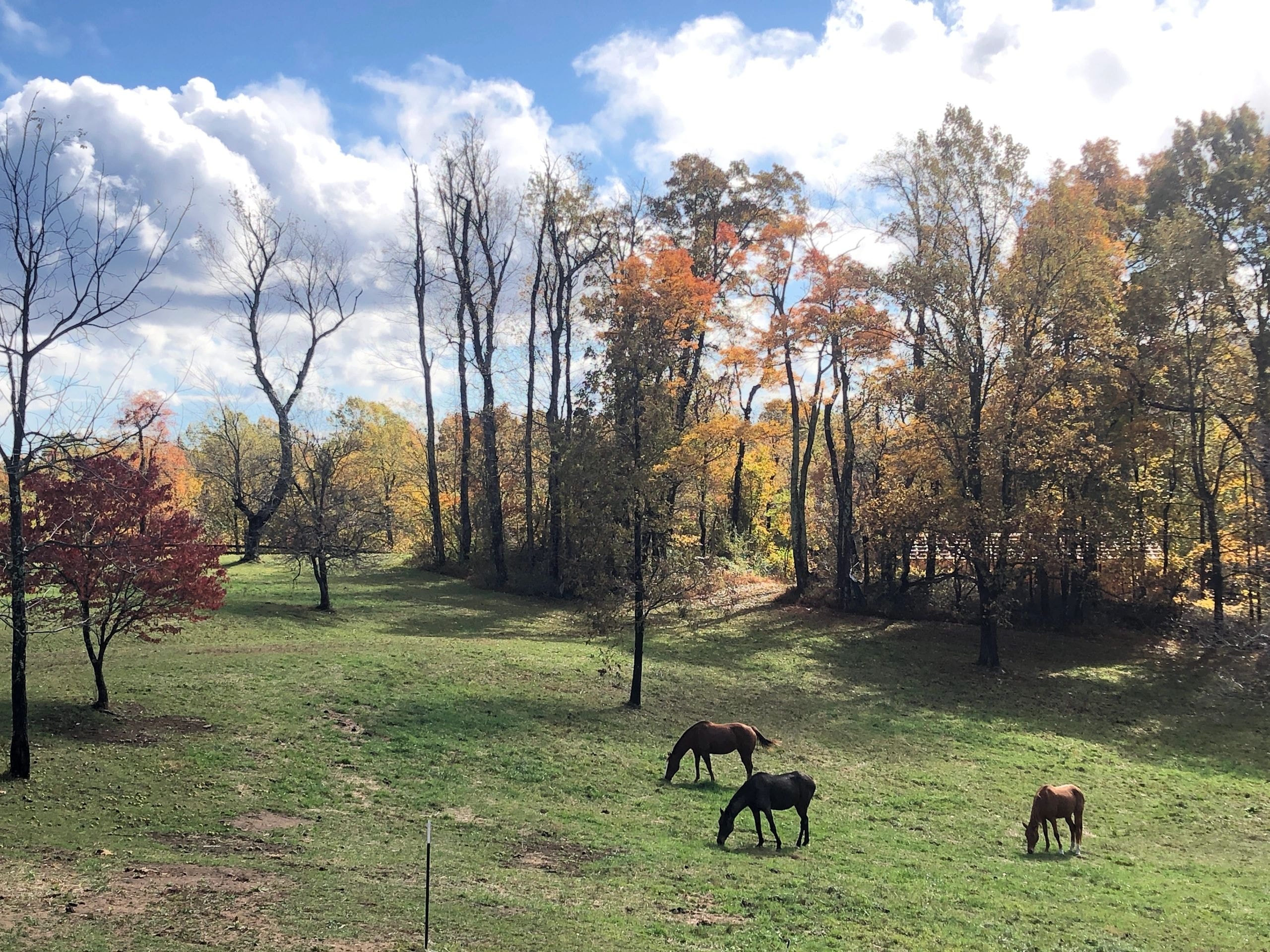 Three horses grazing in autumn meadow