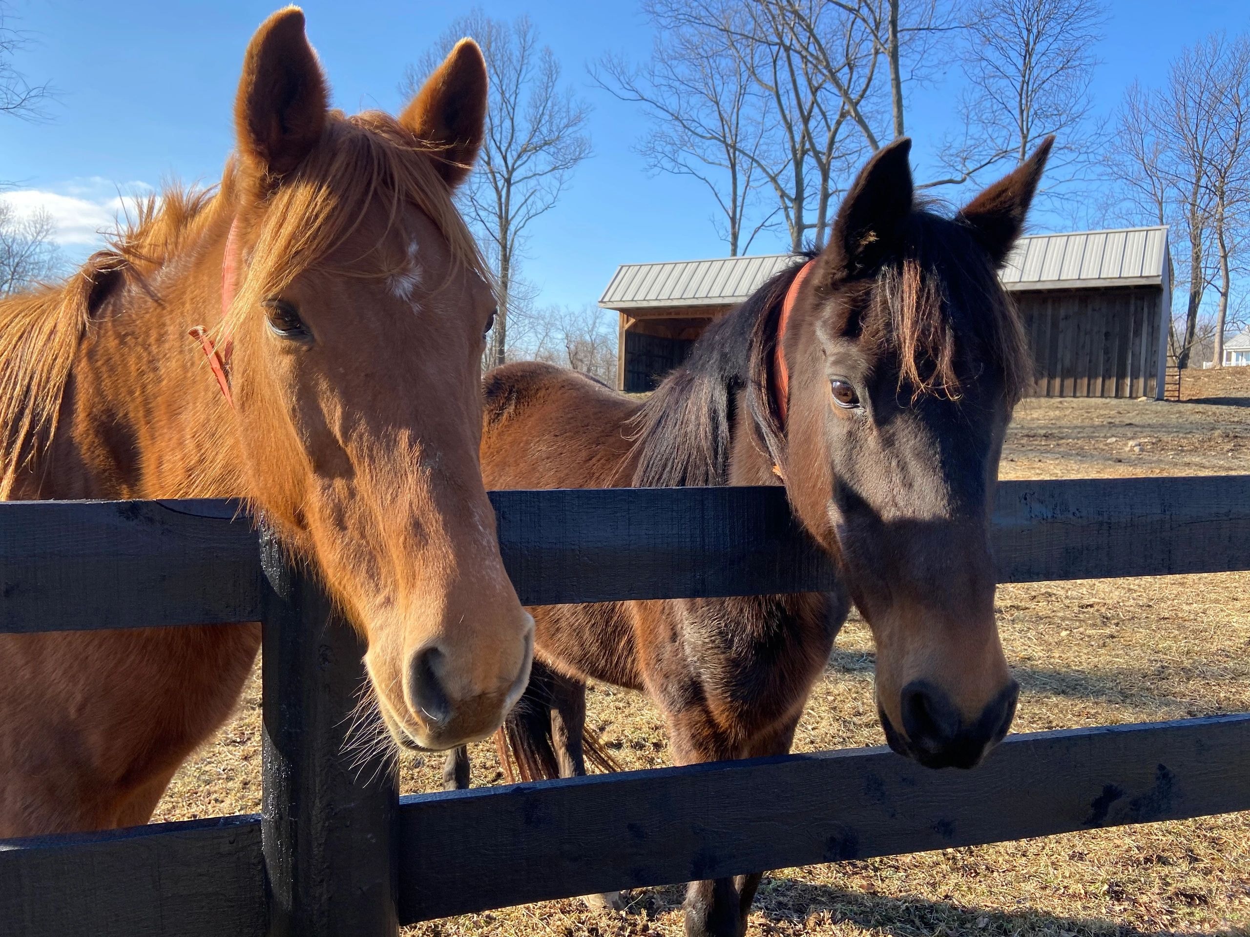 Two horses at farm fence