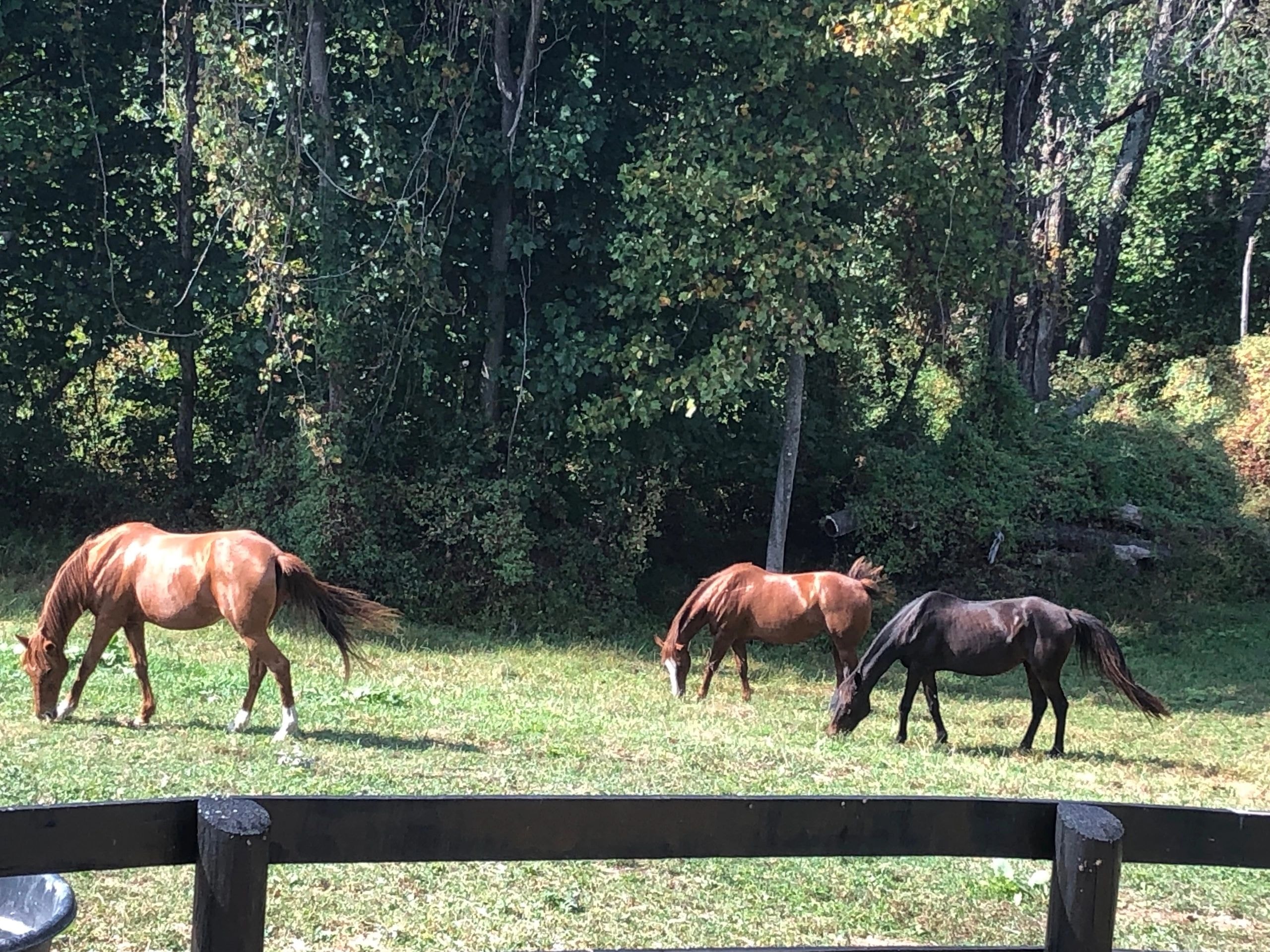 Three horses grazing in summer pasture