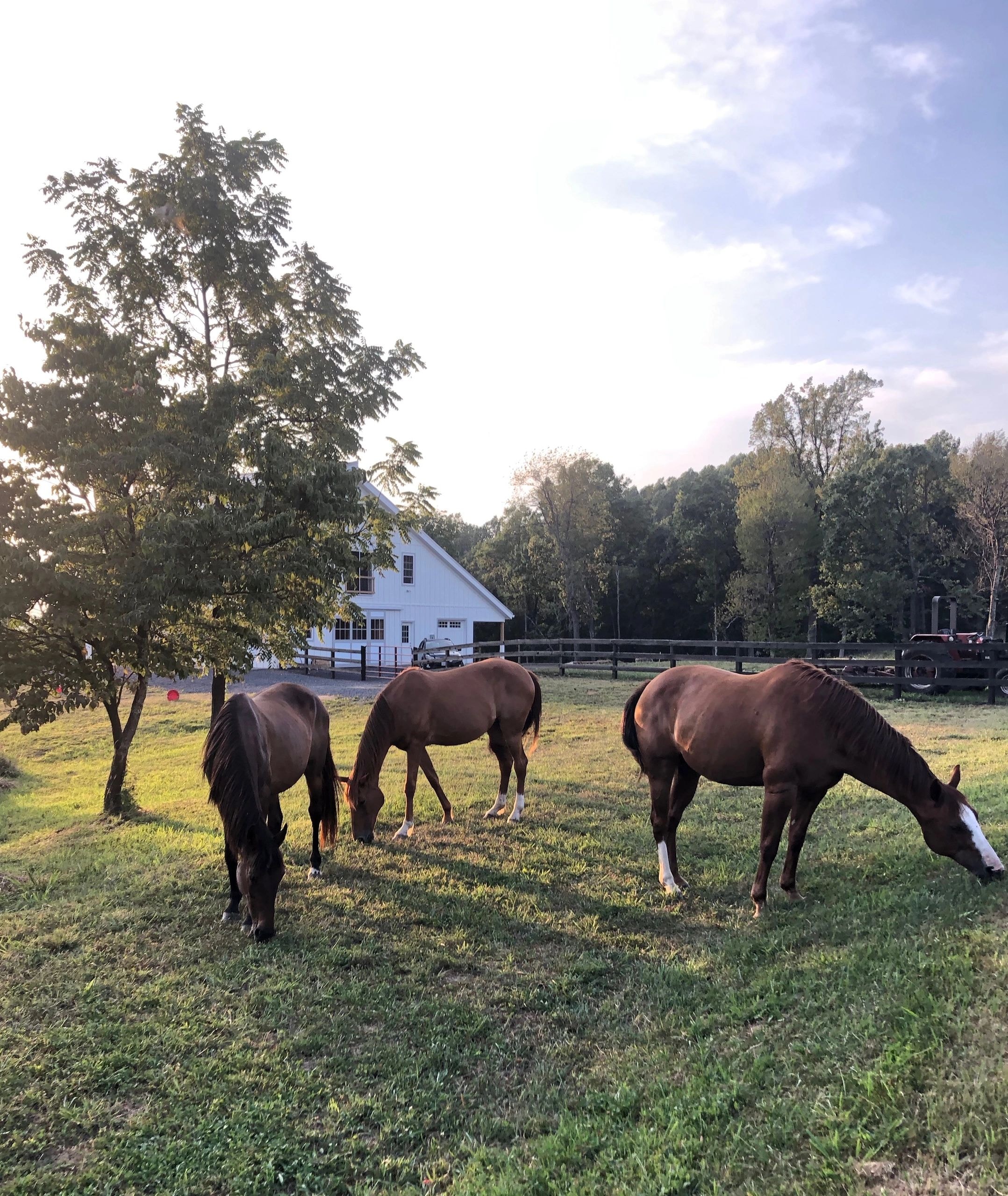 Three horses grazing near white barn at sunset