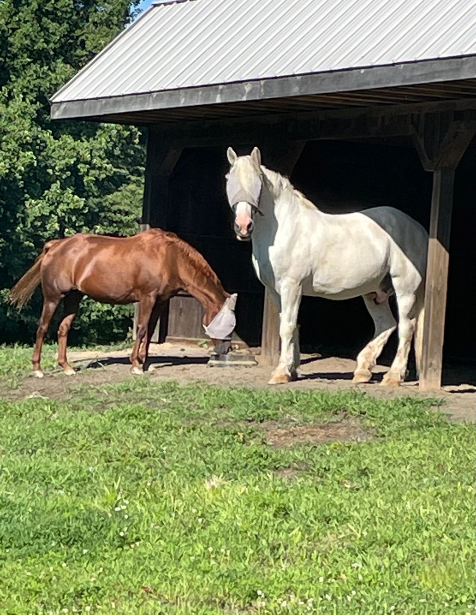 Brown and white horse at run-in shelter